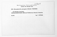 Mycosphaerella plantaginis image